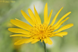 Tragopogon pratensis subsp. orientalis - Oosterse morgenster