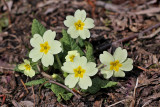 Primula vulgaris - Stengelloze sleutelbloem