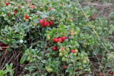 Vaccinium vitis-idaea - Vossenbessen (rode bosbessen)