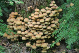 Hypholoma fasciculare - Gewone zwavelkop