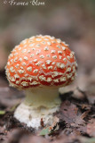 Amanita muscaria - Vliegenzwam