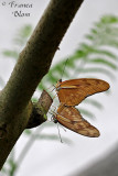Dryas julia - Oranje passiebloemvlinder