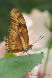 Dryas julia - Oranje passiebloemvlinder