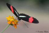 Heliconius erato - Geelband passiebloemvlinder