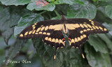 Papilio cresphontes