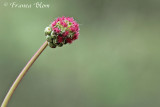 Sanguisorba minor subsp. minor - Kleine pimpernel vrwl bloeiwijze