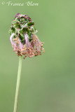 Sanguisorba minor subsp. minor - Kleine pimpernel mnl bloeiwijze