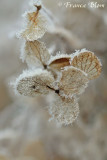 Rijp op hortensia