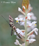 Heliconius charithonia -Zebravlinder