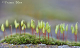 Gedraaid knikmos - Bryum capillare