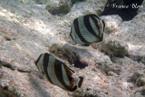 Gestreepte koraalvlinder - Chaetodon striatus 