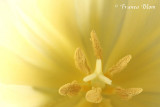 Hart van een zachtgele tulp