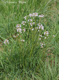  Cardamine pratensis - Pinksterbloemen