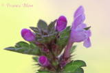 Lamium hybridum - Ingesneden dovenetel 