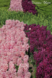 Roze en aubergine hyacinthen