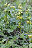 Lamiastrum galeobdolon subsp. argentatum - Bonte gele dovenetel