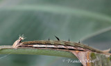 Rups Caligo - uilvlinder