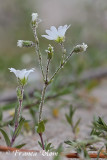 Cerastium arvense - Akkerhoornbloem