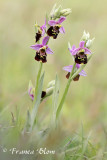 Hommelorchis - Ophrys fuciflora - Ophrys holoserica