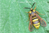 Hoornaarvlinder - Sesia apiformis