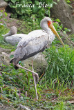 Afrikaanse nimmerzat - Mycteria ibis