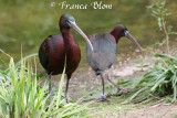 Zwarte ibis - Plegadis falcinellus