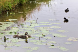 Futen en meerkoeten