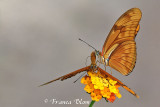 Dryas julia - Oranje passiebloemvlinder