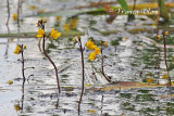 Utricularia vulgaris - Groot blaasjeskruid 