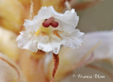 Orobanche picridis - Bitterkruidbremraap