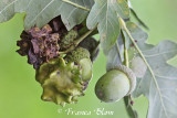 Quercus robur - Zomereik  