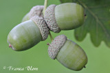 Quercus robur - Zomereik  