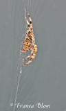 Kruisspin - Araneus diadematus