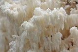 Hericium coralloides - Kammetjesstekelzwam