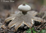 Geastrum pectinatum - Grote aardster