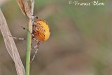 Araneus marmoreus - Marmerspin