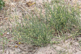 Asparagus officinalis subsp. officinalis - asperge