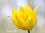 Tulipa sylvestris - bostulp