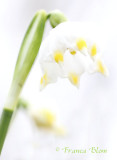 Leucojum vernum - Lenteklokje