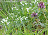 Lamium purpureum - Paarse dovenetel (forma albiflora - witbloemige variant)