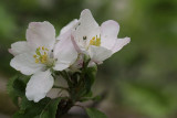 Malus spec. - Appelbloesem