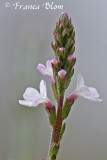 Verbena officinalis - IJzerhard