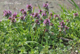 Lamium purpureum - Paarse dovenetel