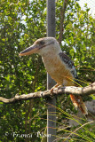 Dacelo leachii - Blauwvleugel kookaburra