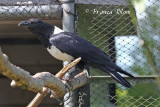 Corvus albus - Schildraaf