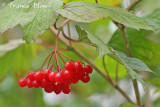 Viburnum opulus - Gelderse roos