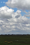 Lente in de polder