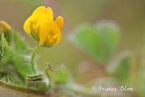 Medicago arabica - Gevlekte rupsklaver