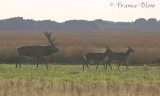 Op het Reemsterveld