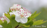 Crataegus monogyna - Eenstijlige meidoorn